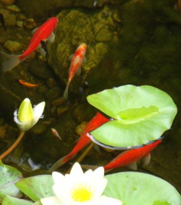 Fish in the lilies