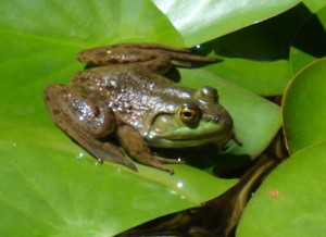 Junior Frog # 2