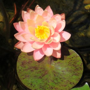 Peach water lily 