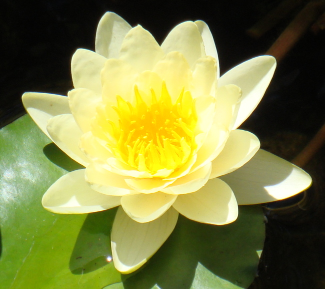 August 27 water lily