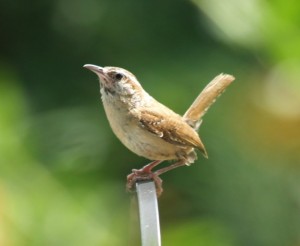 Caroline Wren