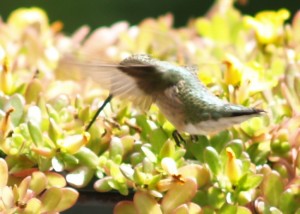 Tasting the yellow flower