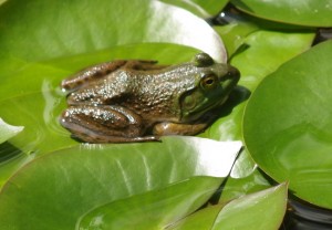 Frog of the day for August 29