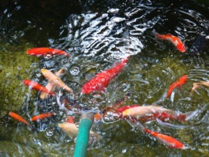 Fish frenzy in the cold water