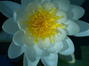 First white water lily bloom of 2010
