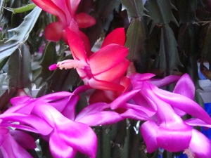 Christmas cactus from a couple of years ago